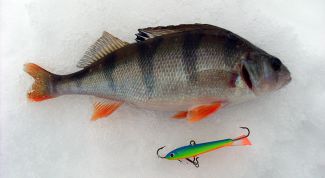 Картинка по теме - как ловить окуня на балансир