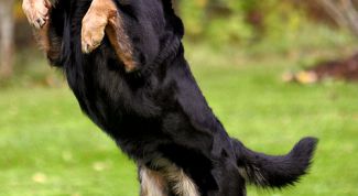 Картинка по теме - как научить собаку выполнять команды