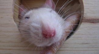 Картинка по теме - как определить пол крысы