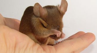 Картинка по теме - как назвать мышку