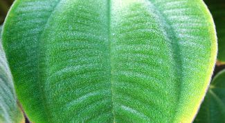 Картинка по теме - как определить, осуществляет ли фотосинтез видоизмененный лист