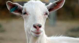 Картинка по теме - как запустить козу