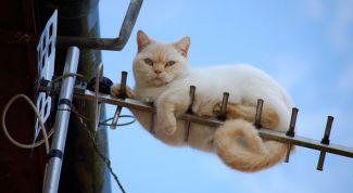 Картинка по теме - как отремонтировать антенну