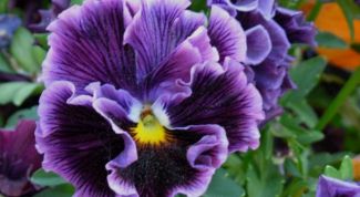 Картинка по теме - как сеять анютины глазки