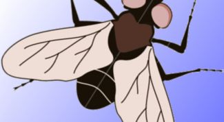 Картинка по теме - как поймать муху