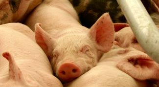 Картинка по теме - как вырастить свинью