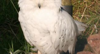 Картинка по теме - как сделать чучело совы