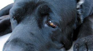 Картинка по теме - как сделать клизму собаке