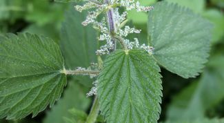 Картинка по теме - как настаивать крапиву