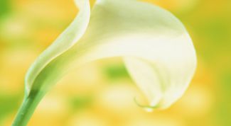 Картинка по теме - как фотографировать цветы