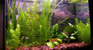 Картинка по теме - как лечить манку у рыб