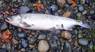 Картинка по теме - как ловить лосося