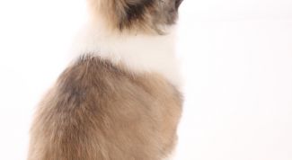 Картинка по теме - как отучить щенка кусать за ноги