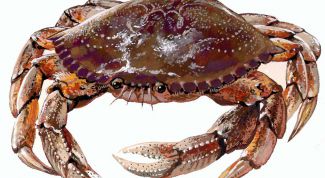 Картинка по теме - как нарисовать краба