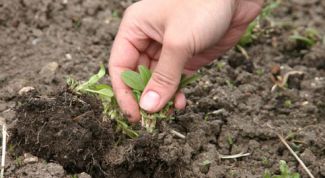 Картинка по теме - как избавиться от сорняков на участке