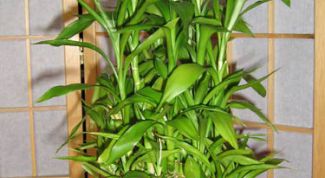 Картинка по теме - как вырастить в доме бамбук