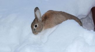 Картинка по теме - как сделать заичьи ушки