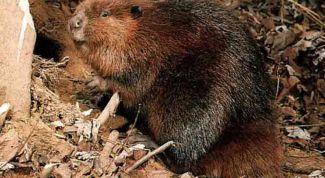 Картинка по теме - как поймать бобра зимой