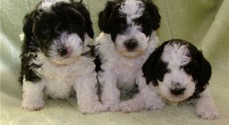 Картинка по теме - как кормить щенка пуделя