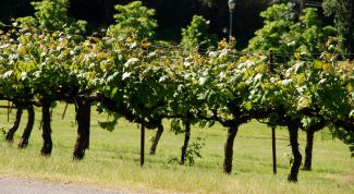 Картинка по теме - как черенковать виноград