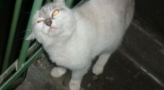 Картинка по теме - как отучить кошек гадить в подъезде