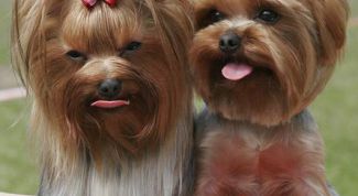 Картинка по теме - как попасть на выставку собак