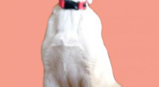 Картинка по теме - как отучить собаку скулить