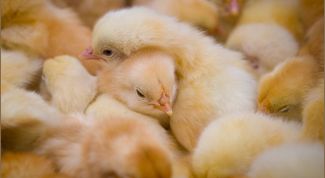 Картинка по теме - как организовать птицеферму