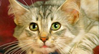 Картинка по теме - как определить лишай у кошек