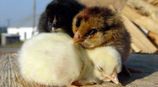 Картинка по теме - как вырастить птенцов