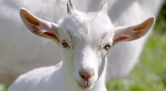 Картинка по теме - как кормить козлят