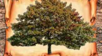 Картинка по теме - как узнать, что означает фамилия