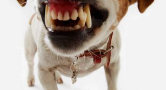 Картинка по теме - как успокоить кобеля