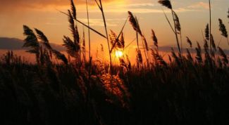 Картинка по теме - как избавиться от камыша