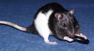 Картинка по теме - как избавиться от запаха крыс