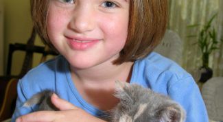 Картинка по теме - как уговорить маму купить котенка