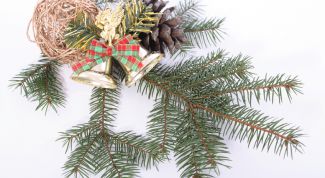 Картинка по теме - как нарисовать ветку ели