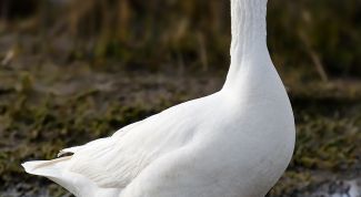 Картинка по теме - как отличить гуся от гусыни