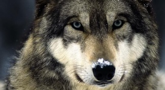 Картинка по теме - как определить свое тотемное животное