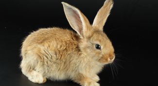 Картинка по теме - как отличить пол кролика