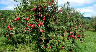 Картинка по теме - как подстригать яблони