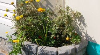 Картинка по теме - как вырастить бархатцы