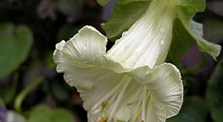 Картинка по теме - как вырастить кобею