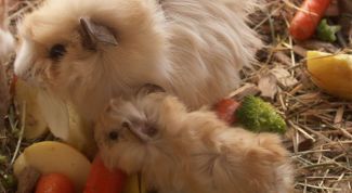 Картинка по теме - как определить беременность у морской свинки