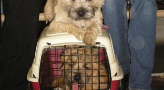 Картинка по теме - как провезти собаку в самолете