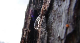 Картинка по теме - как приготовить живицу