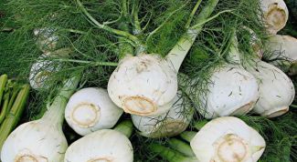 Картинка по теме - как вырастить фенхель