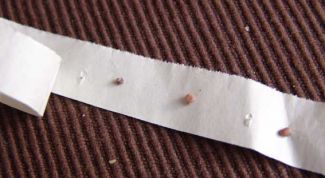 Картинка по теме - как наклеить семена на бумагу