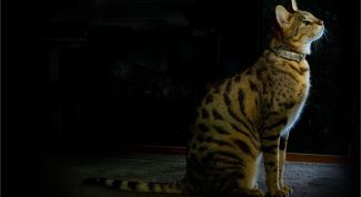 Картинка по теме - как назвать кота