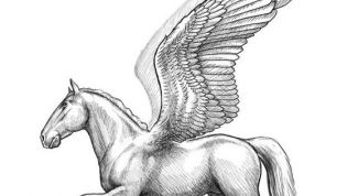 Картинка по теме - как рисовать пегаса